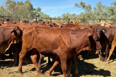 APPROX. 60 VGQ NO.4 DROUGHTMASTER X STEERS