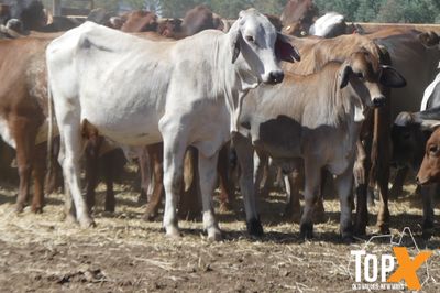 69 BRAHMAN X COWS & 53 CALVES