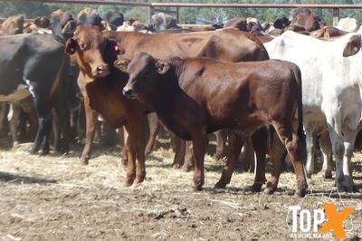 69 BRAHMAN X COWS & 53 CALVES