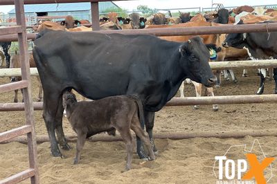 48 F2 WAGYU X COWS & F3 WAGYU CALVES