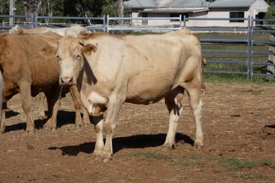 40 PTIC Charolais Cross Cows
