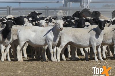 A+ 13/5 - 640 DORPER WETHER LAMBS