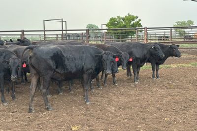 35 PTIC PB Wagyu Cows