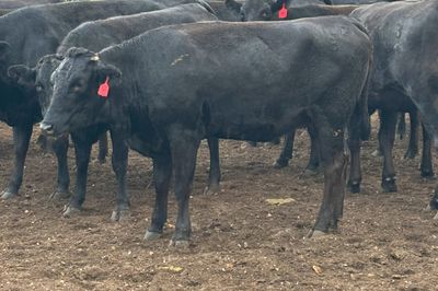 35 PTIC PB Wagyu Cows