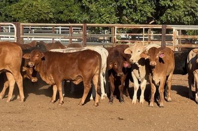 Approx. 50 VGQ DroughtmasterX No.5 Heifers