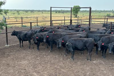 35 PTIC PB Wagyu Cows