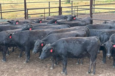 35 PTIC PB Wagyu Cows