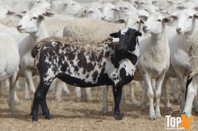 A+ 24/6 - 960 AUSTRALIAN WHITE EWE LAMBS