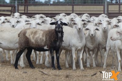 A+ 24/6 - 960 AUSTRALIAN WHITE EWE LAMBS