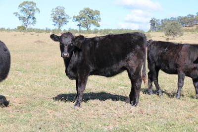 130 Angus X M/S Weaners