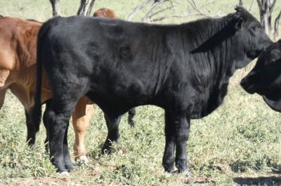 Approx. 600 VGQ AngusX Mixed Sex No.5 Weaners