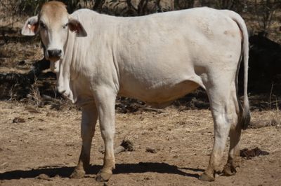 Approx. 200 Composite PTIC Heifers