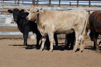 Approx. 114 No.4 Xbred Heifers