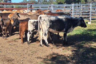 14 Cows and Calves