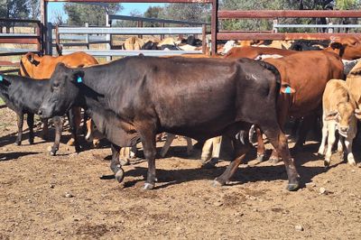14 Cows and Calves