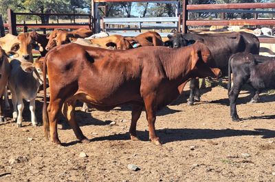 14 Cows and Calves