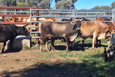 14 Cows and Calves