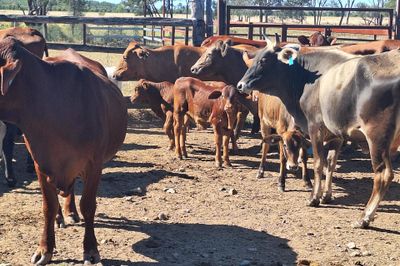 14 Cows and Calves