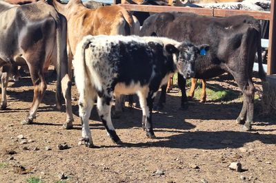 14 Cows and Calves