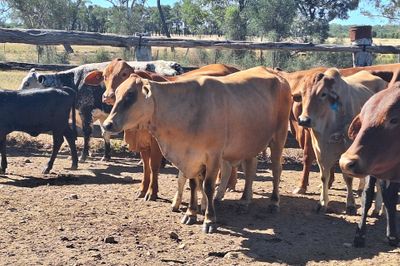 14 Cows and Calves