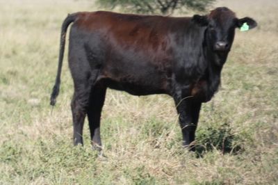 Approx. 600 VGQ AngusX Mixed Sex No.5 Weaners
