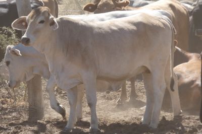 Approx. 200 Composite PTIC Heifers