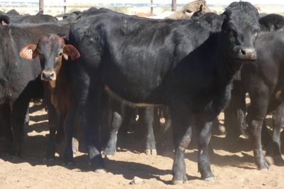 Approx. 114 No.4 Xbred Heifers