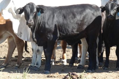 Approx. 600 VGQ AngusX Mixed Sex No.5 Weaners