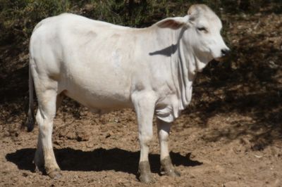 Approx. 200 Composite PTIC Heifers