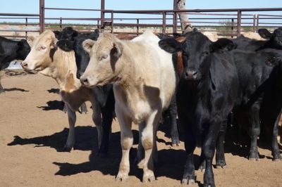 Approx. 114 No.4 Xbred Heifers
