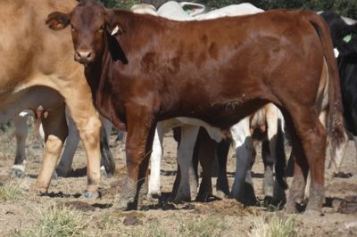 Approx. 600 VGQ AngusX Mixed Sex No.5 Weaners