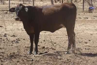 Approx. 200 Composite PTIC Heifers