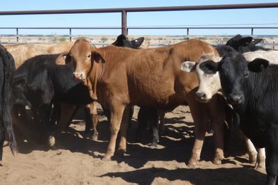 Approx. 114 No.4 Xbred Heifers