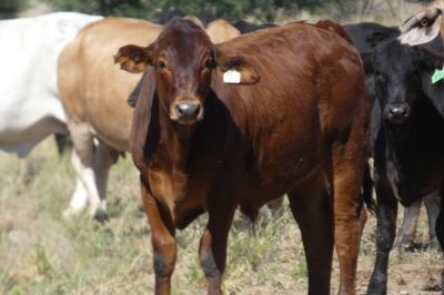 Approx. 600 VGQ AngusX Mixed Sex No.5 Weaners