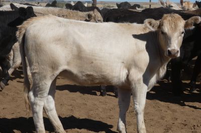 Approx. 114 No.4 Xbred Heifers