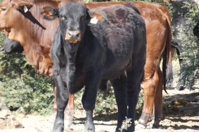 Approx. 600 VGQ AngusX Mixed Sex No.5 Weaners