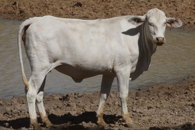 Approx. 200 Composite PTIC Heifers
