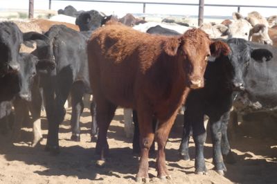 Approx. 114 No.4 Xbred Heifers