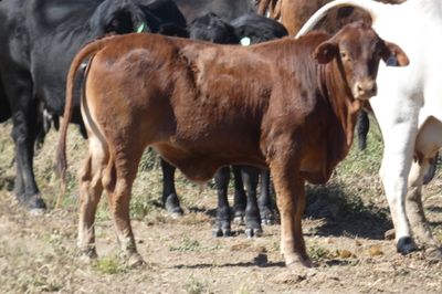 Approx. 600 VGQ AngusX Mixed Sex No.5 Weaners