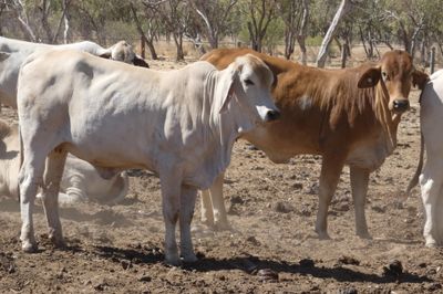 Approx. 200 Composite PTIC Heifers