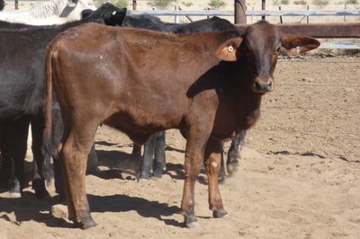 Approx. 114 No.4 Xbred Heifers