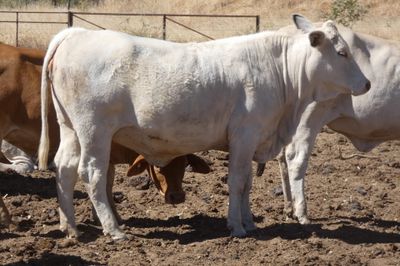 Approx. 200 Composite PTIC Heifers