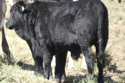 Approx. 600 VGQ AngusX Mixed Sex No.5 Weaners