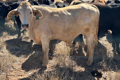 540 HGP Free Steers & Spayed Heifers