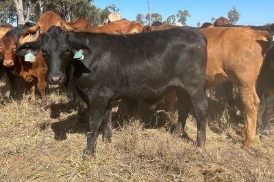 540 HGP Free Steers & Spayed Heifers