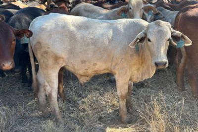 540 HGP Free Steers & Spayed Heifers