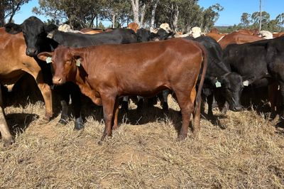 540 HGP Free Steers & Spayed Heifers