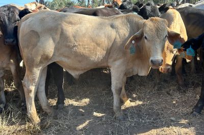 540 HGP Free Steers & Spayed Heifers