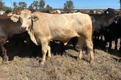 540 HGP Free Steers & Spayed Heifers