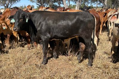 540 HGP Free Steers & Spayed Heifers